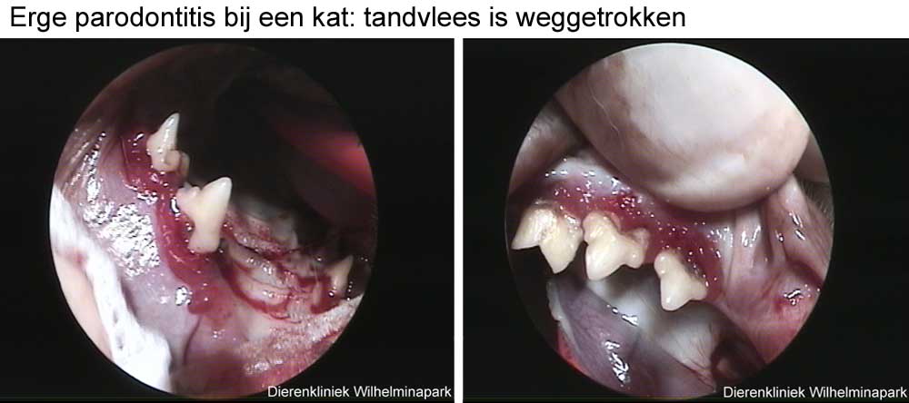 Een kat met erge parodontitis, het tandvlees is erg ver terug getrokken